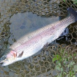 また高島の泉へ